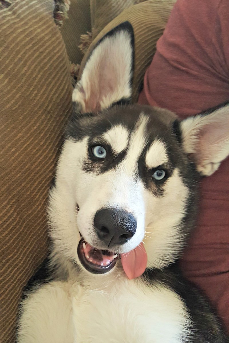 My adorable Husky did not come without some costs.