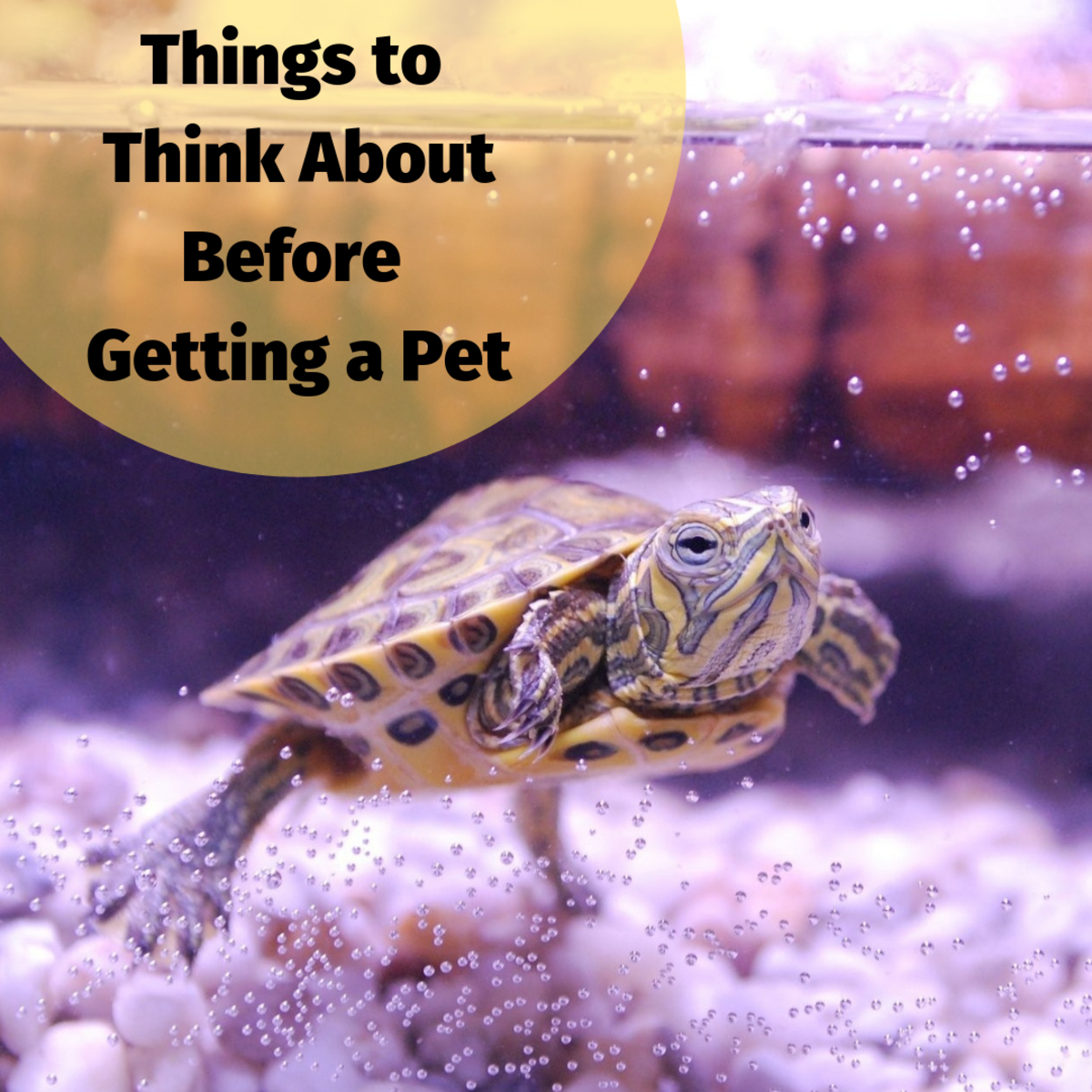 5 Important Things to Consider Before Getting a Pet PetHelpful