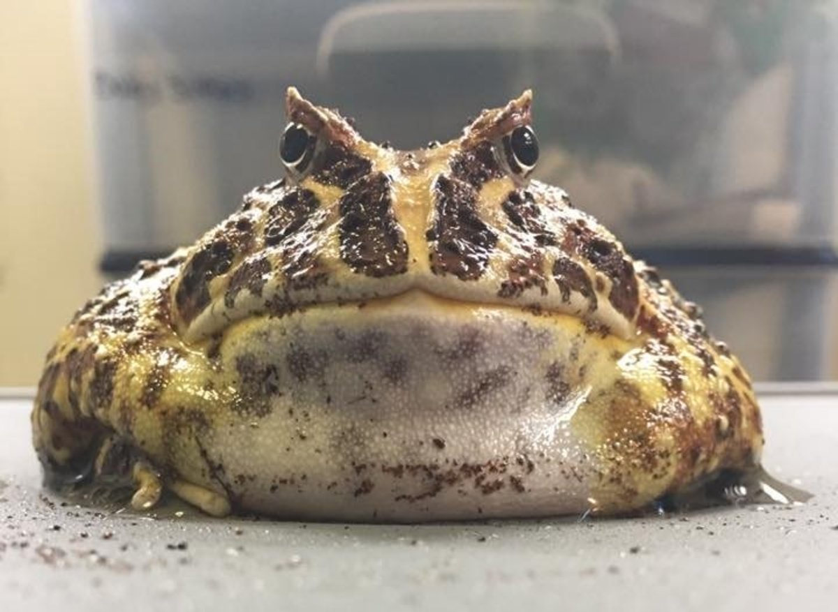 Pacman Frog Care: Food, Habitat, Temperature, and More
