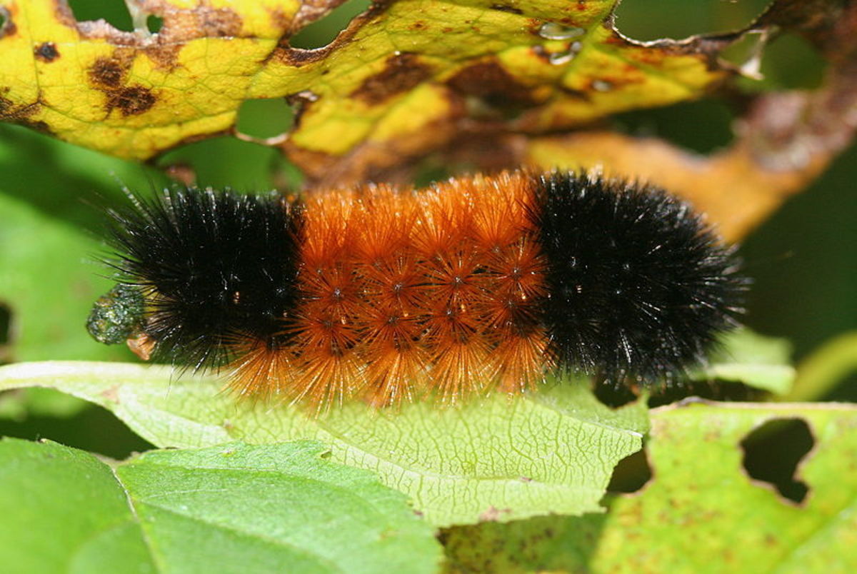 The stripes on that fuzzy caterpillar scurrying across your path may be able to tell you something about the weather.