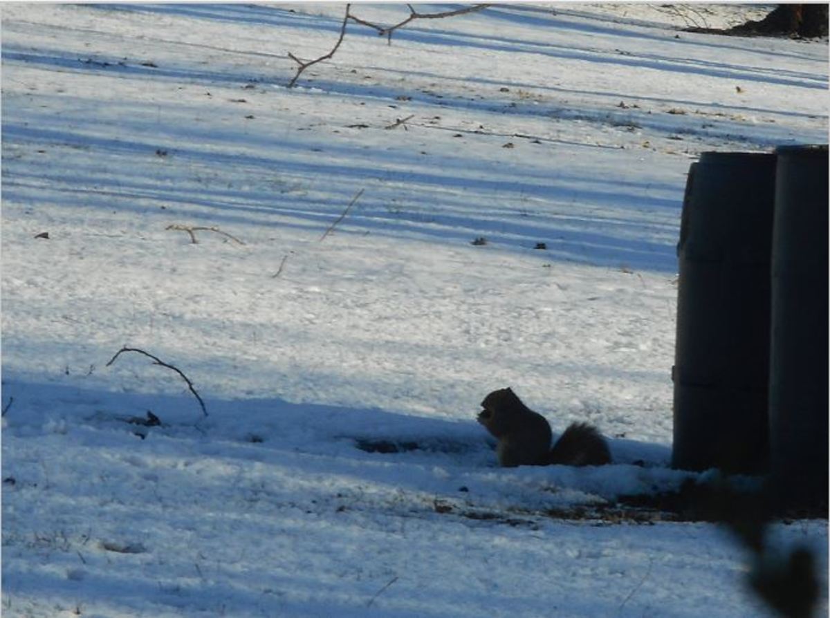 Minnesota Musing Squirrels They're Jerks and They Are Going to be Jerky LetterPile