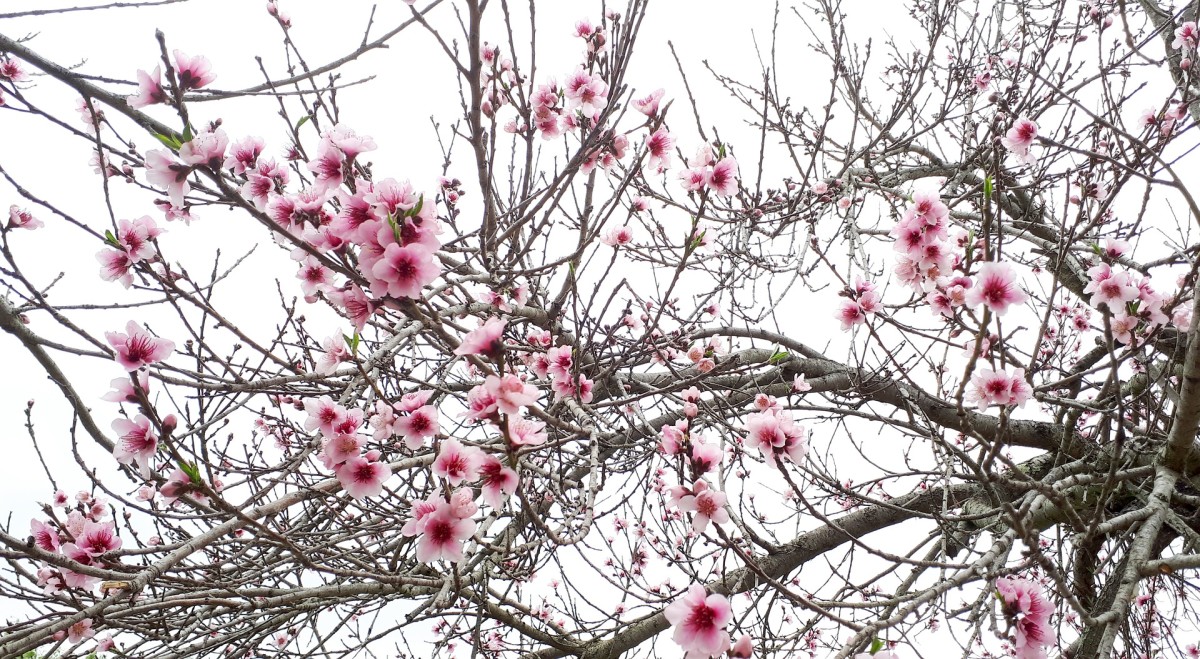 Springtime in Indiana