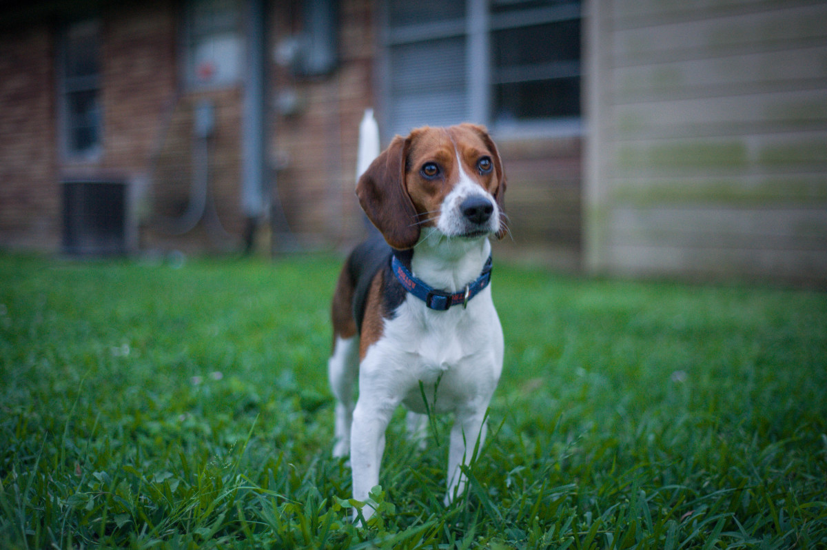why-you-should-get-a-beagle