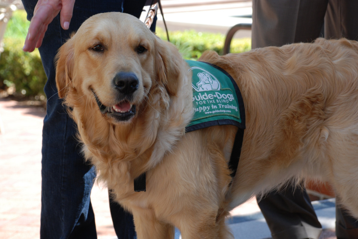 Etiquette: How to Act Around Assistance Dogs