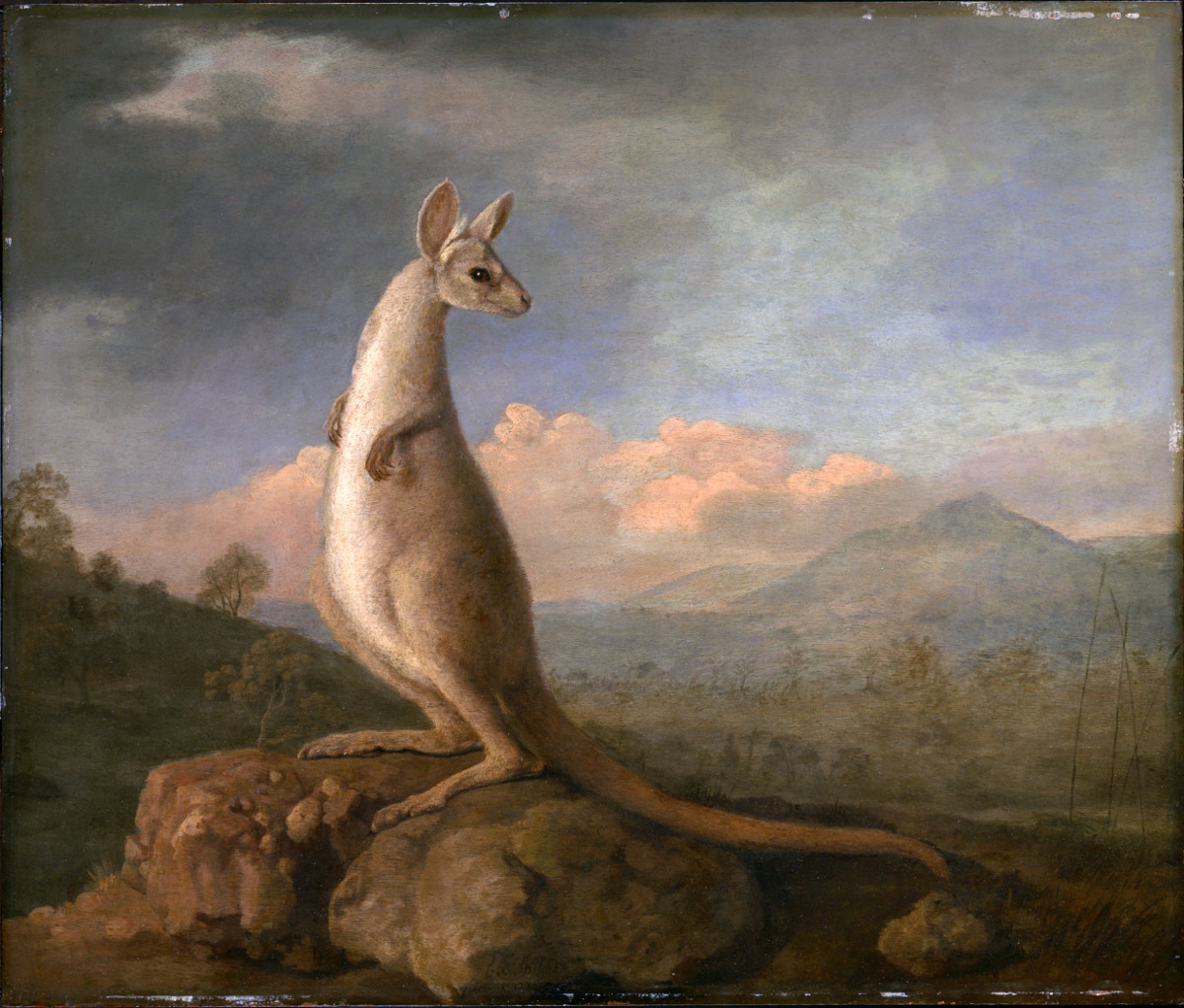 "The Kongouro From New Holland" by George Stubbs (1772)