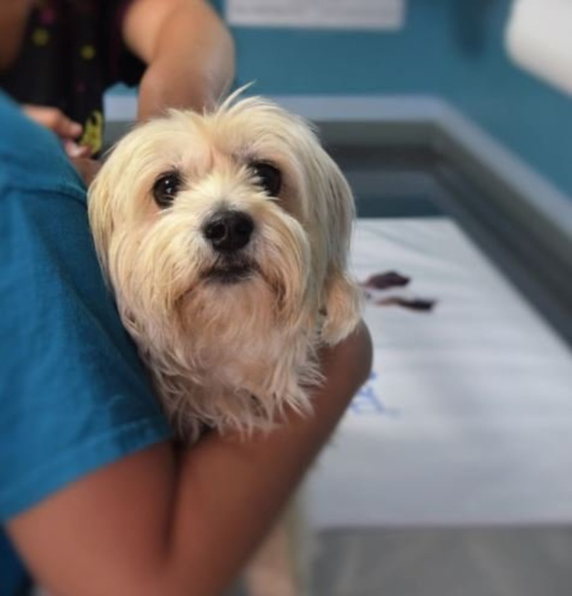 Make sure you take your dog for regular checkups with their vet.
