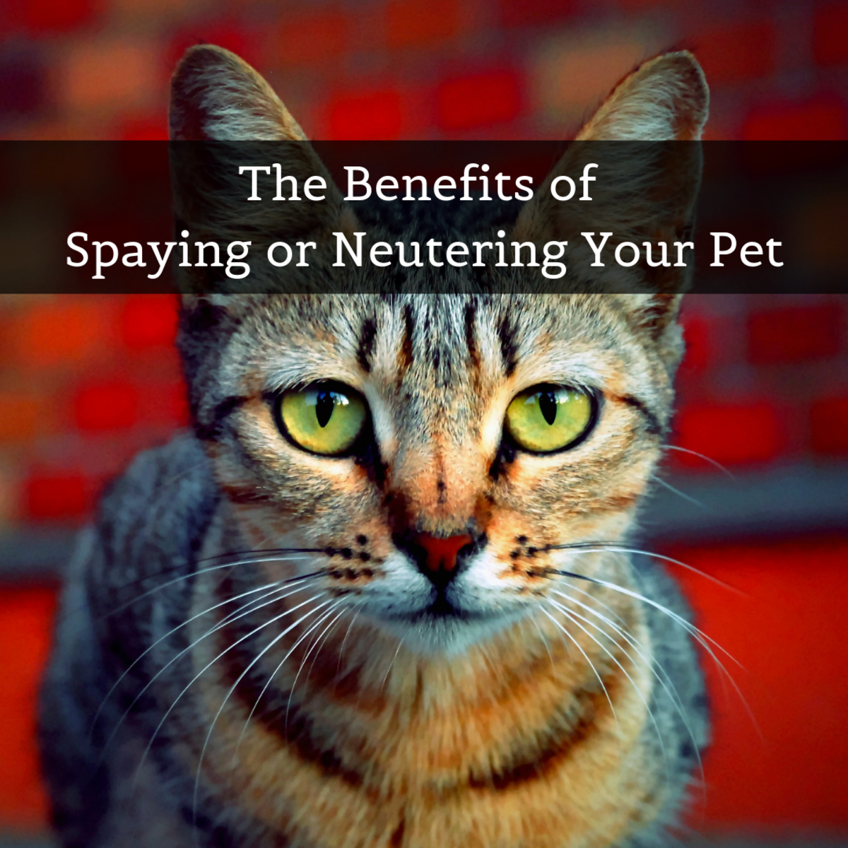 How Spaying and Neutering Pets Saves Lives - PetHelpful