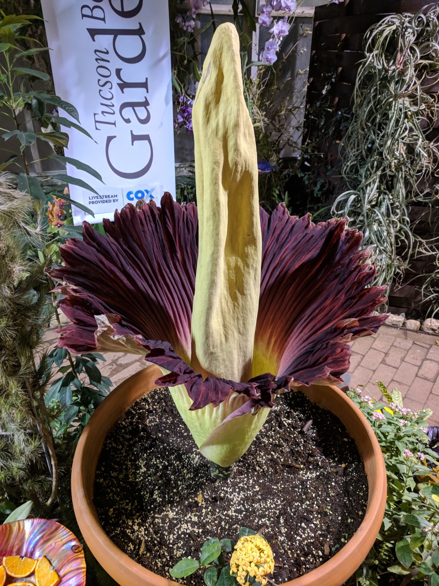 The Rosie corpse flower blooming at Tucson Botanical Gardens