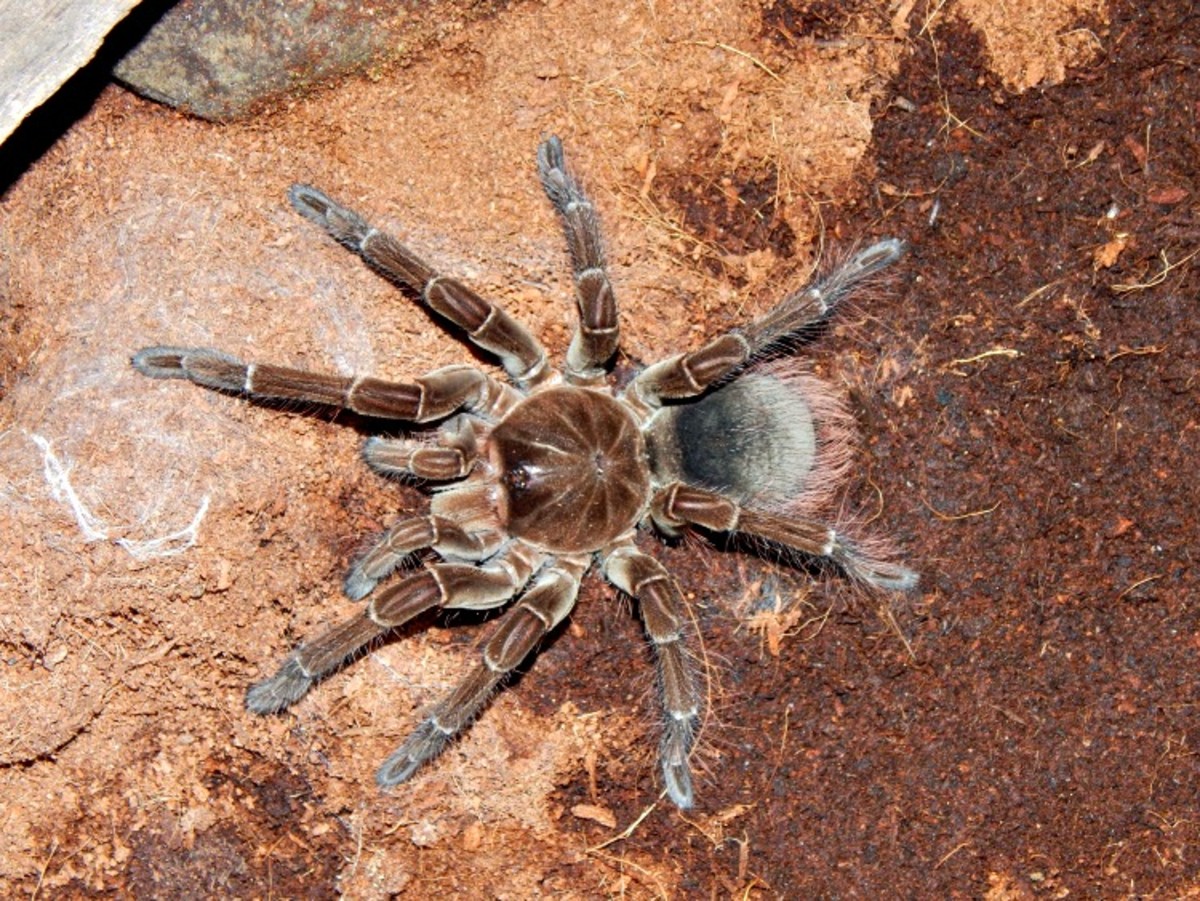 A Goliath birdeater tarantula (Theraphosa blondi) is the largest tarantula in the world in mass and size (about the size of a large dinner plate).