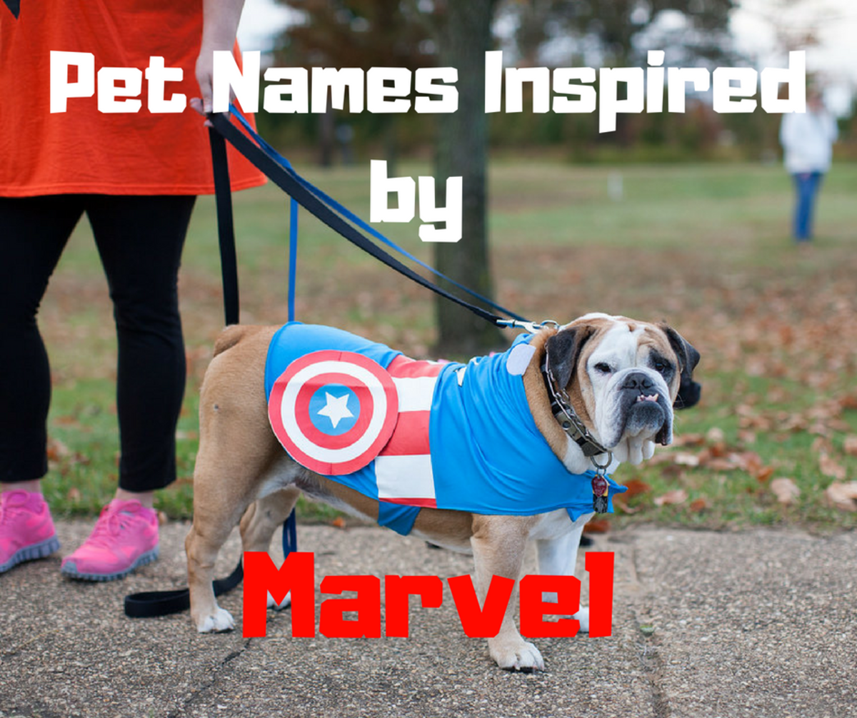 Marvel Names For Dogs And Cats Superhero And Villain Pet Names 