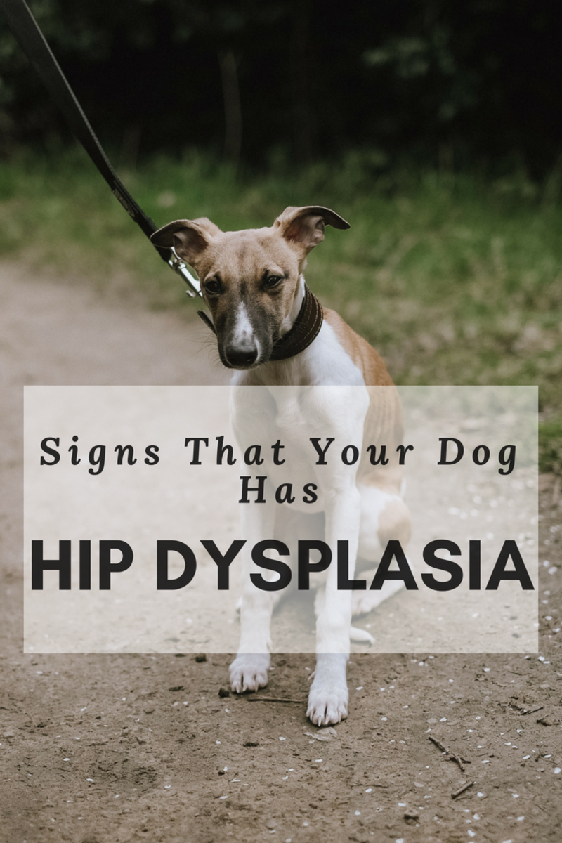 How to Tell If Your Dog Has Hip Dysplasia