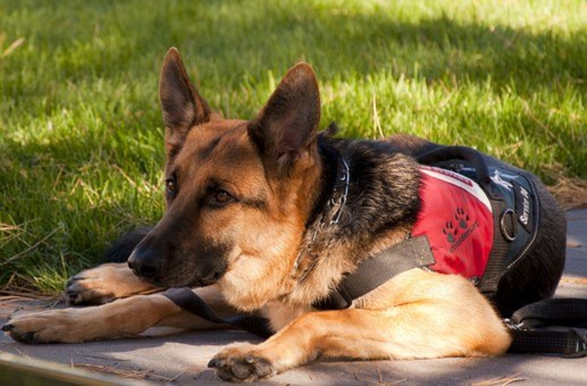 Service Animals, Emotional Support Animals, Pets, and the Law