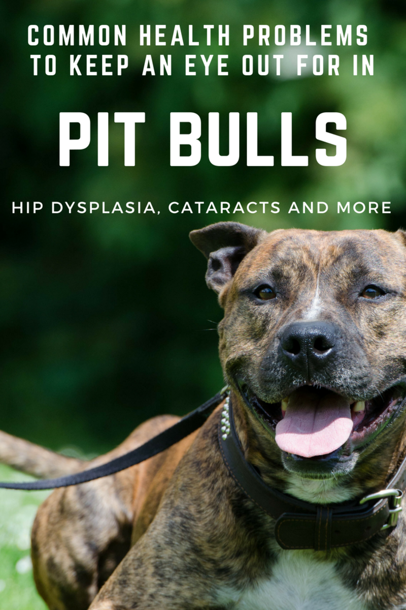 pitbulls and hip problems