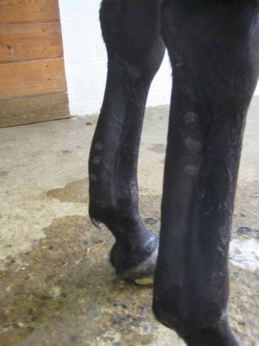 Bilateral inflamed flexor tendons in a horse