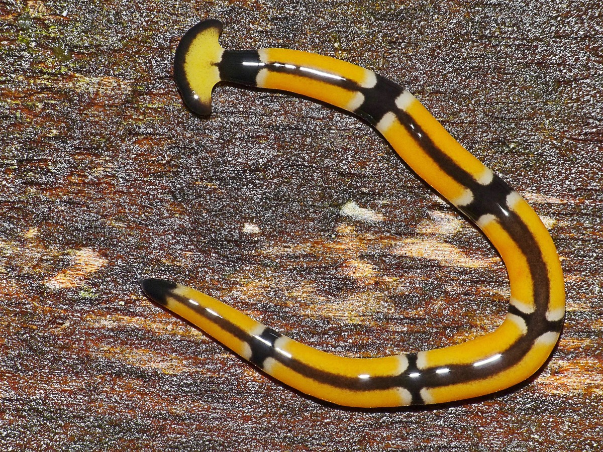 A hammerhead flatworm (Bipalium sp.) in Malaysia