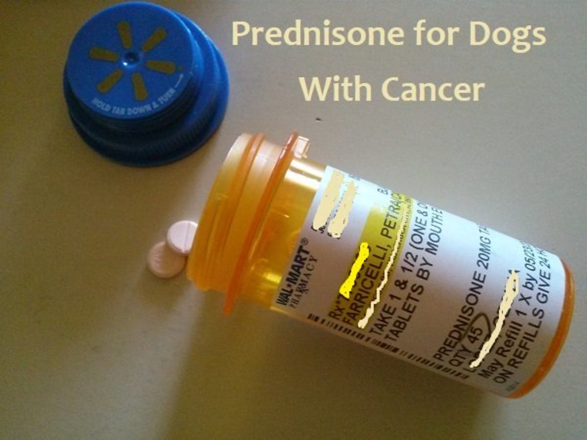 Prednisone for Dogs With Cancer