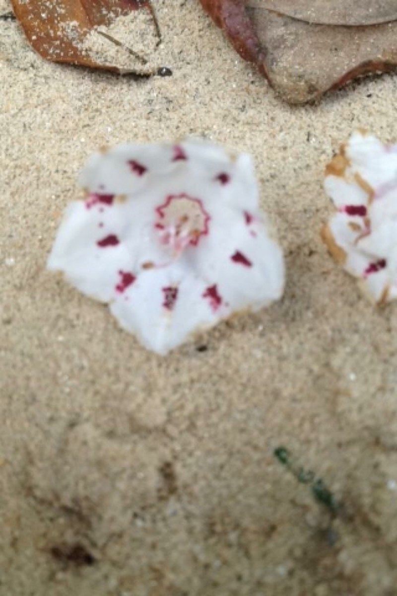 Be Like the Petal in the Sand