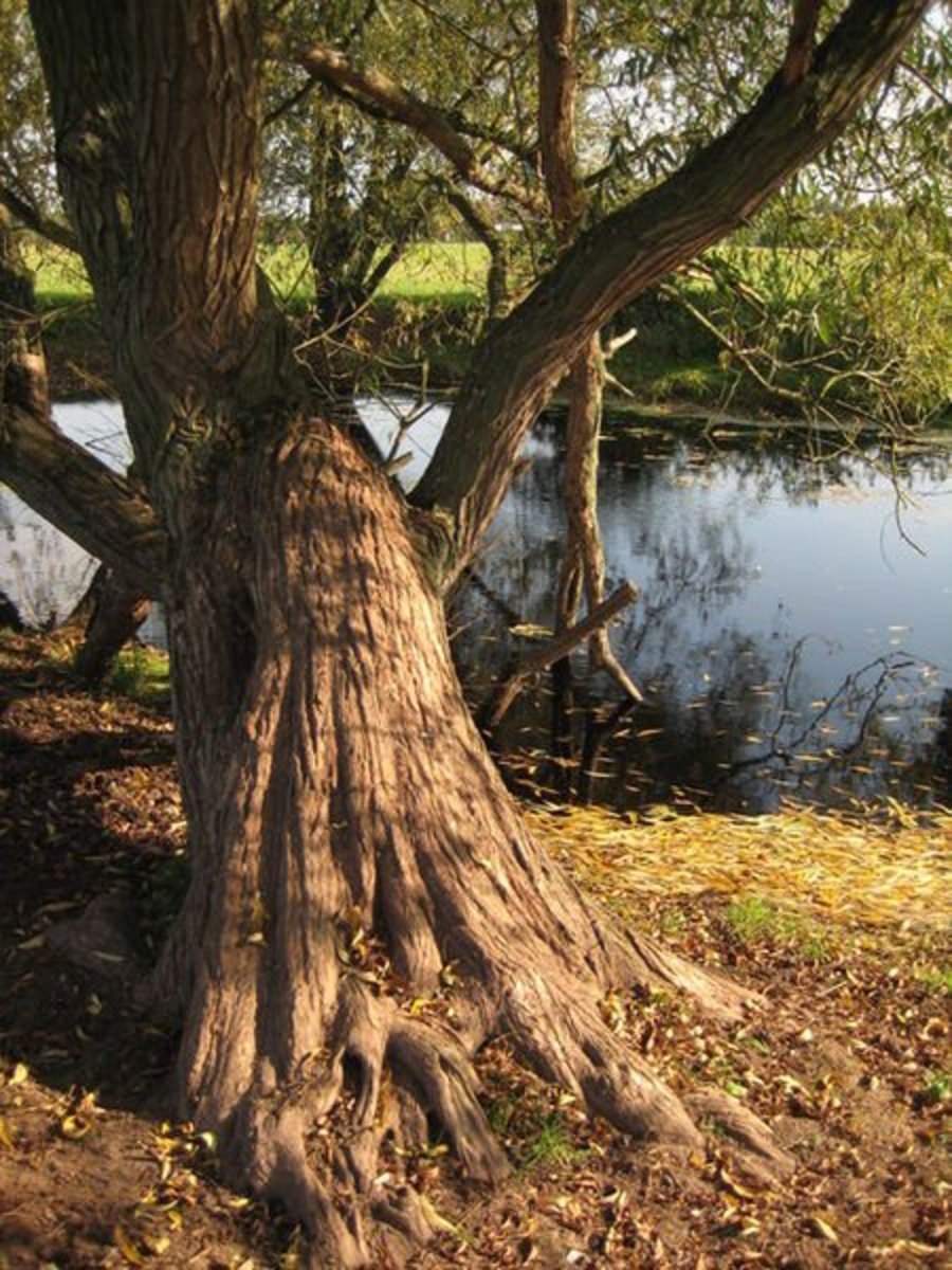 Willow bark is the original source of aspirin.