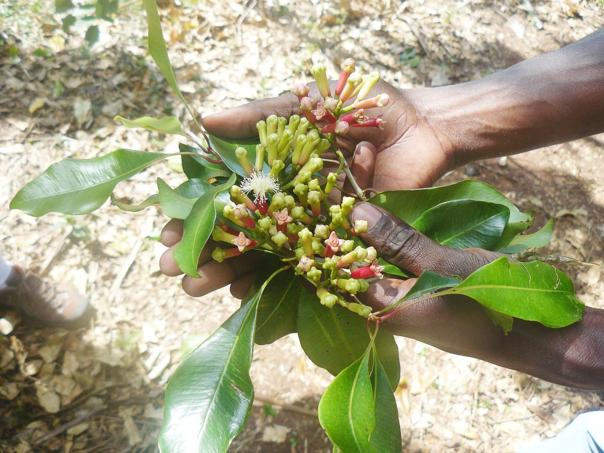 Fresh cloves and flower buds
