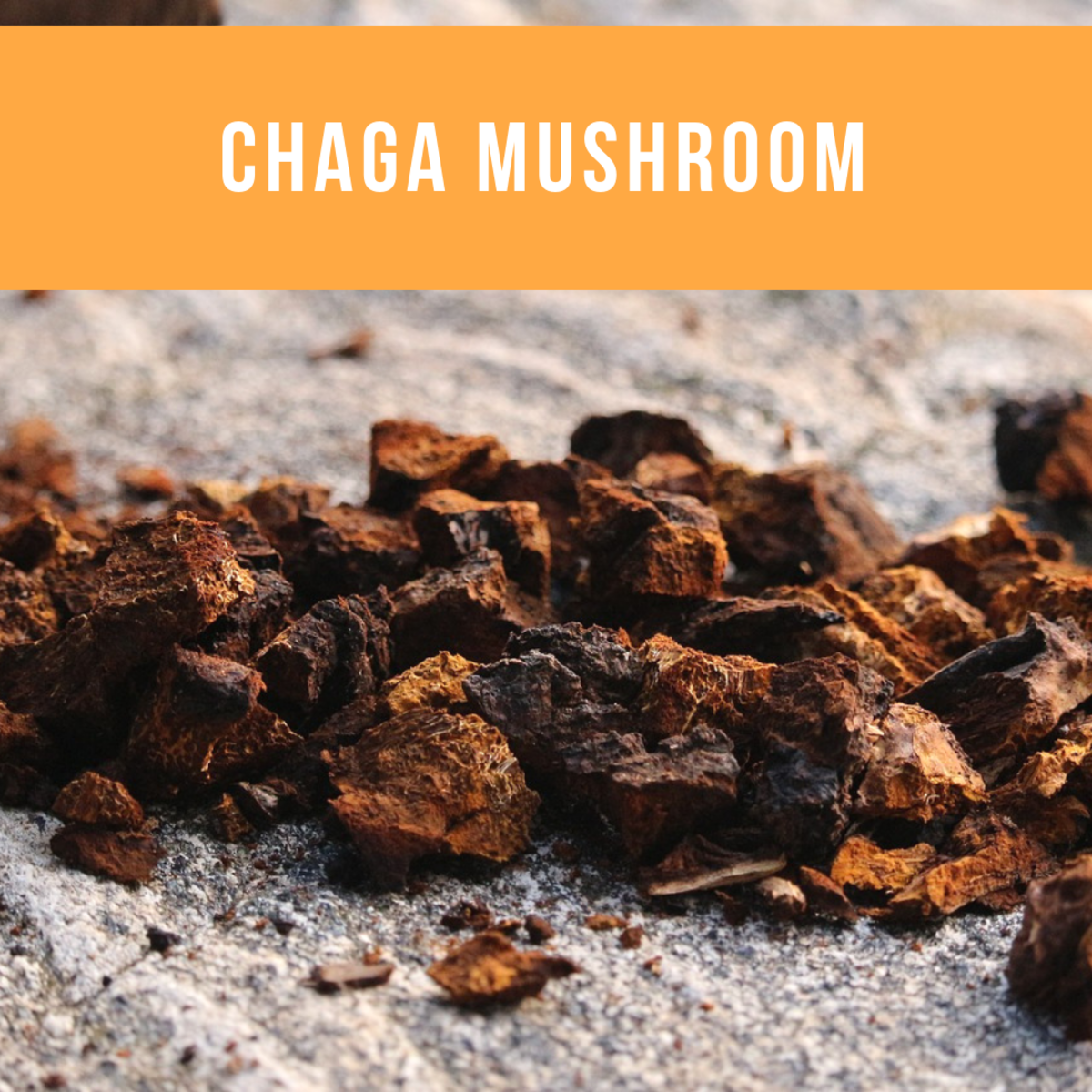 The chaga mushroom and its beautiful orange color