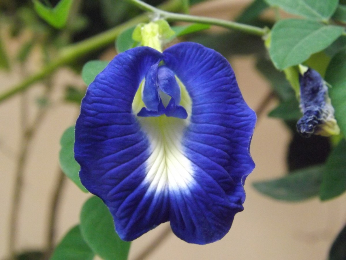 butterfly-pea-offers-more-than-a-cup-of-tea
