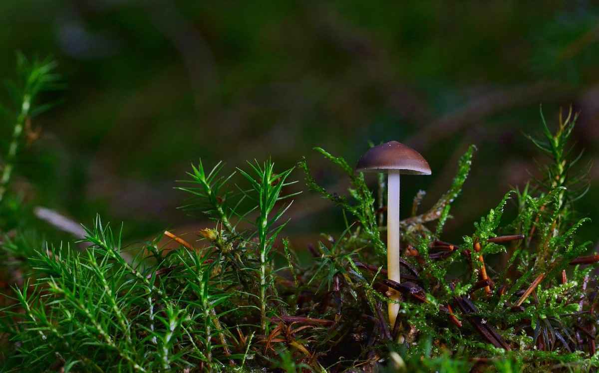 Medicinal Mushrooms and Which Ones To Choose For Health