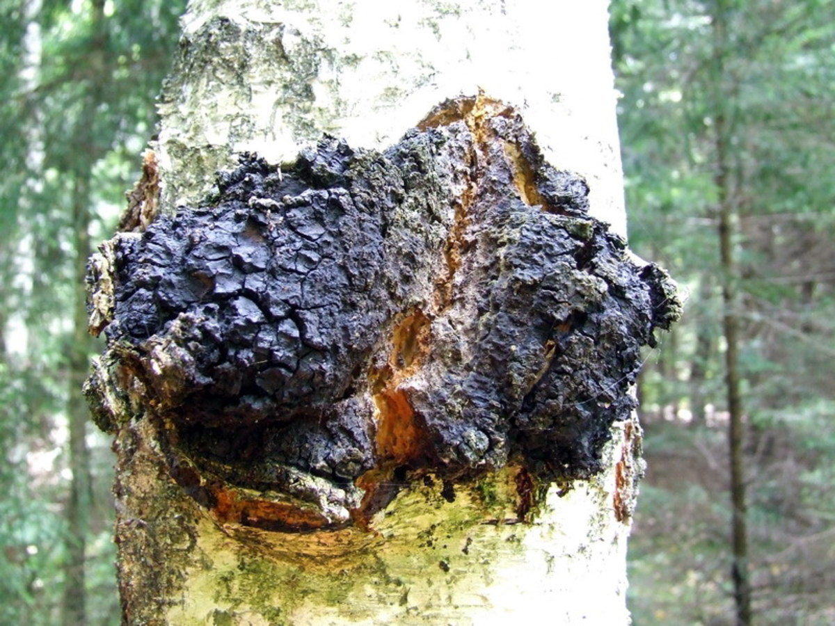 Chaga mushroom is found on birch trees in  Canada, Asia, and parts of the northeastern U.S.