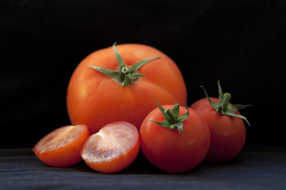 Unlike green tomatoes, ripe tomatoes contain fewer alkaloids and are usually considered non-toxic for most people.