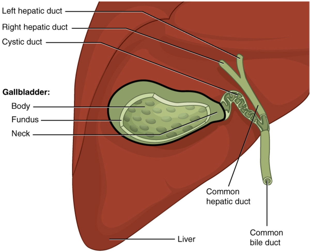 The gallbladder secretes bile which helps to break down and metabolize fats. 
