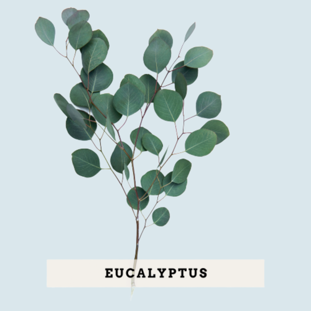 7 Safest Essential Oils for Toddlers and Children RemedyGrove