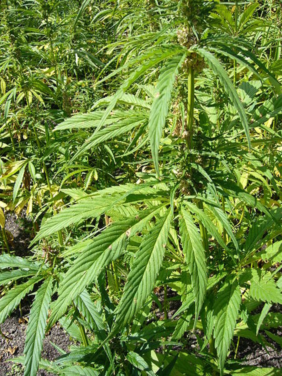 A single cannabis flower plant growing in the UK. This photo is in the public domain.