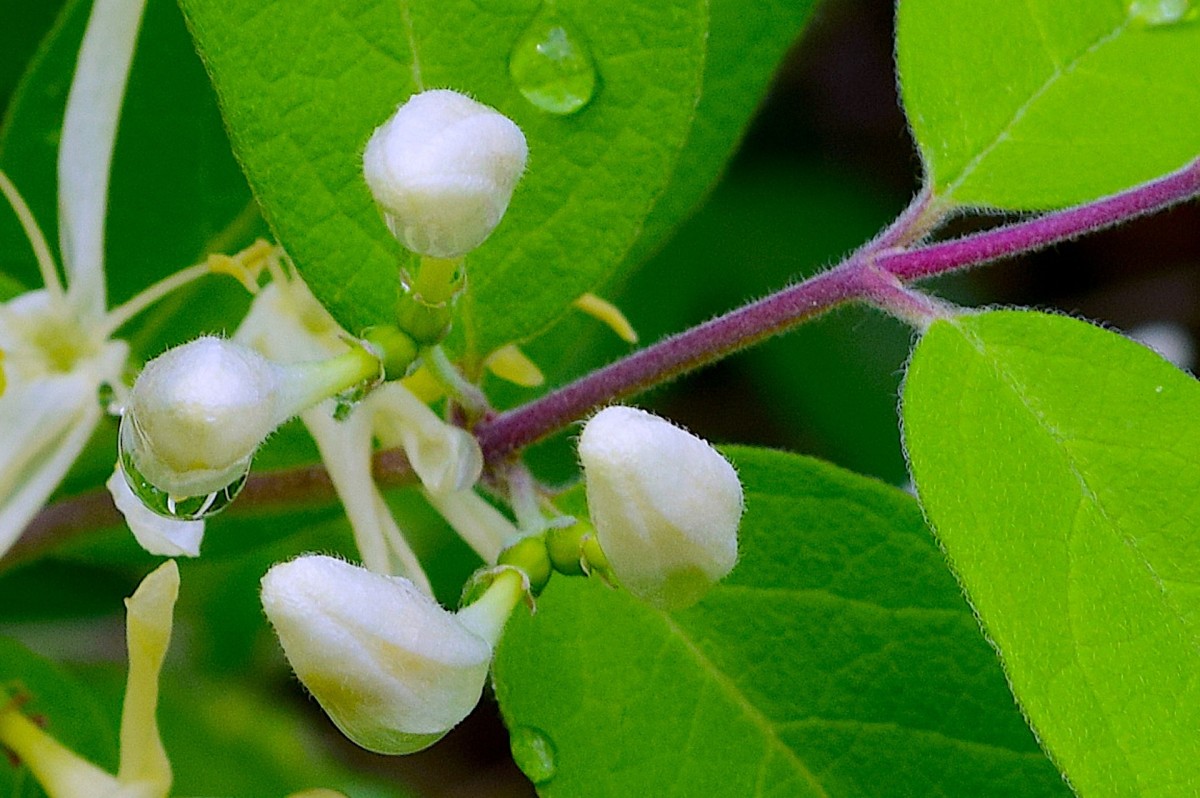 Jin Yin Hua herb is picked in the bud stage before flowering in early summer.