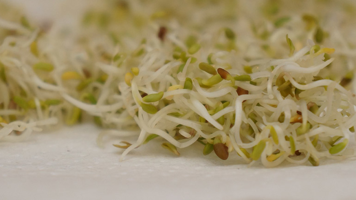 Alfalfa sprouts contain beneficial digestive enzymes.