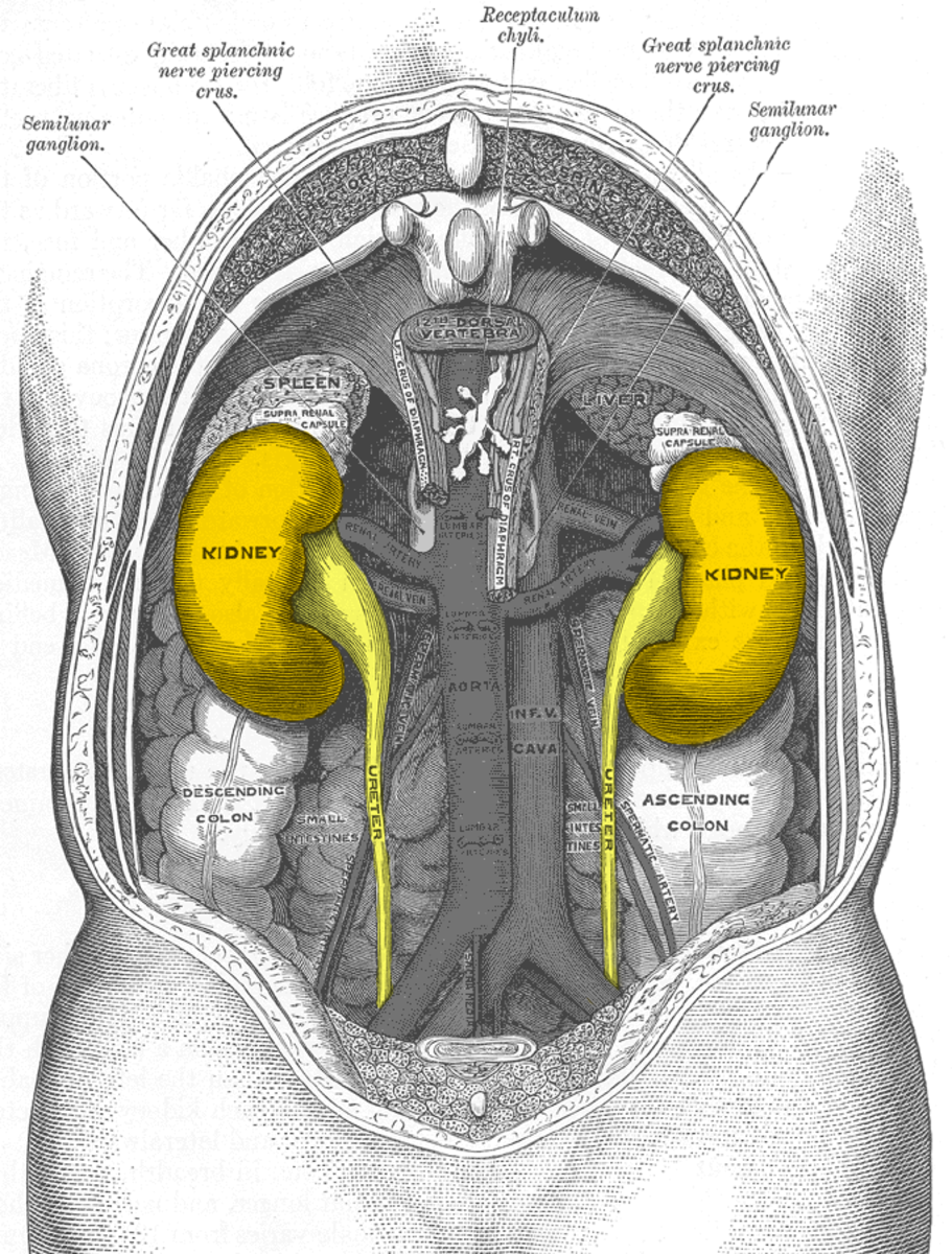 Back view - Kidneys are located behind the other abdominal organs.