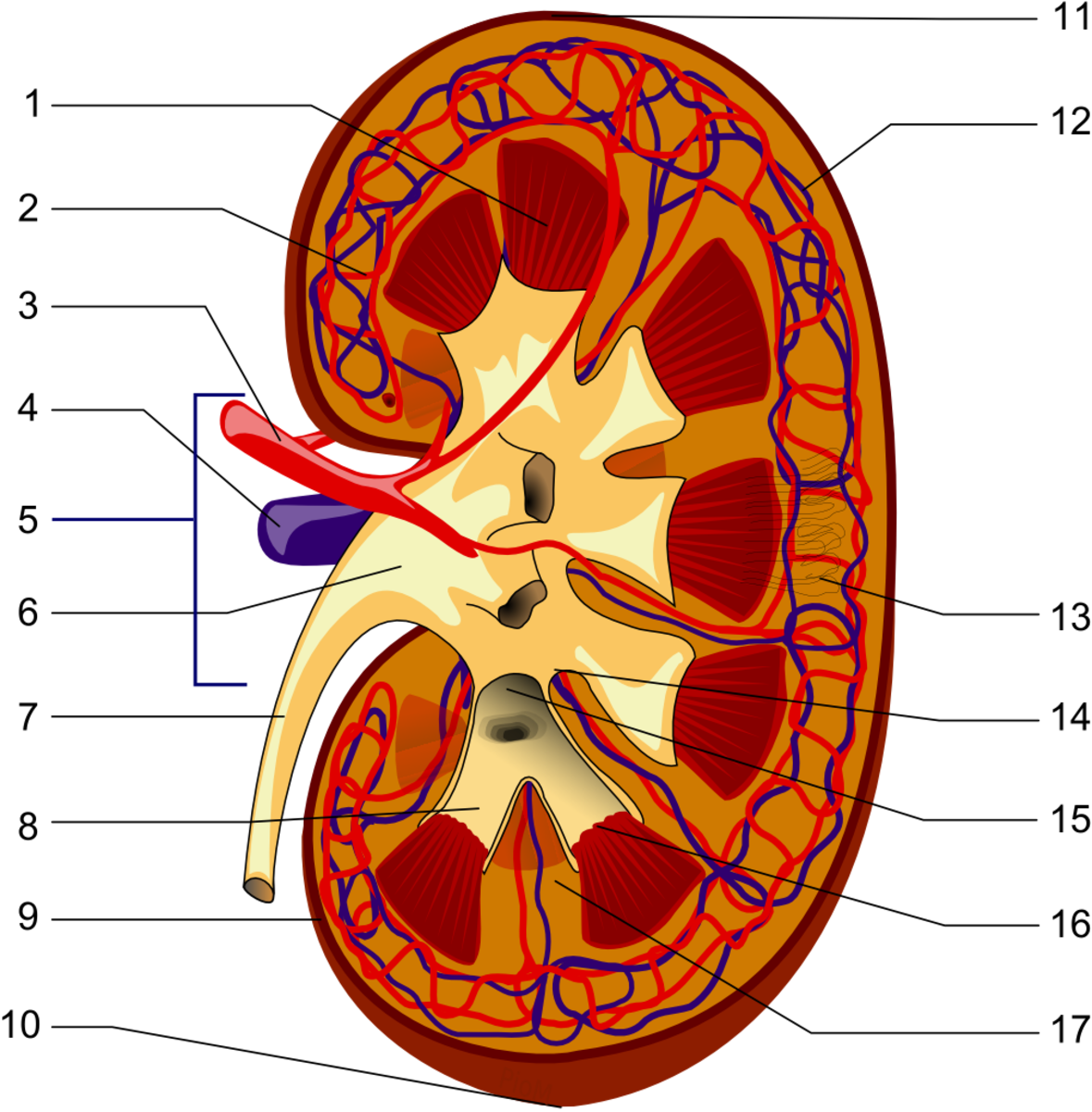 View of the inside of a kidney.