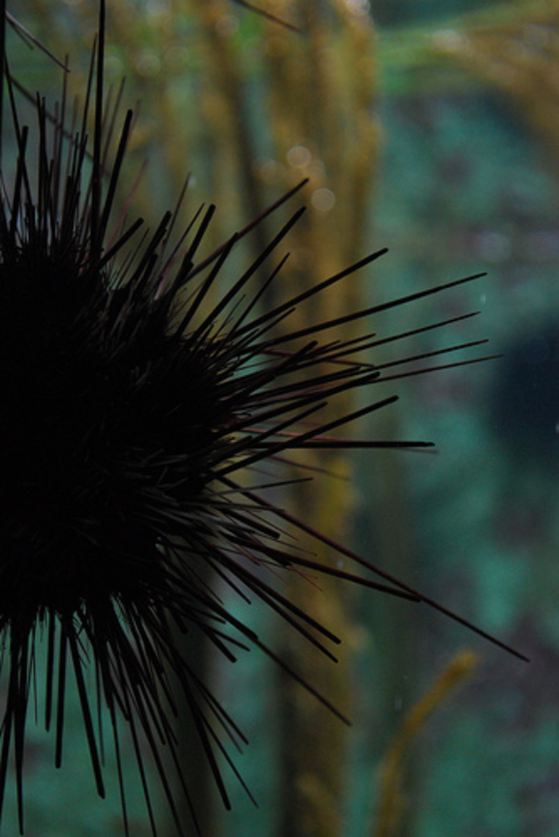 treating-sea-urchin-stings-how-to-get-sea-urchin-spines-out