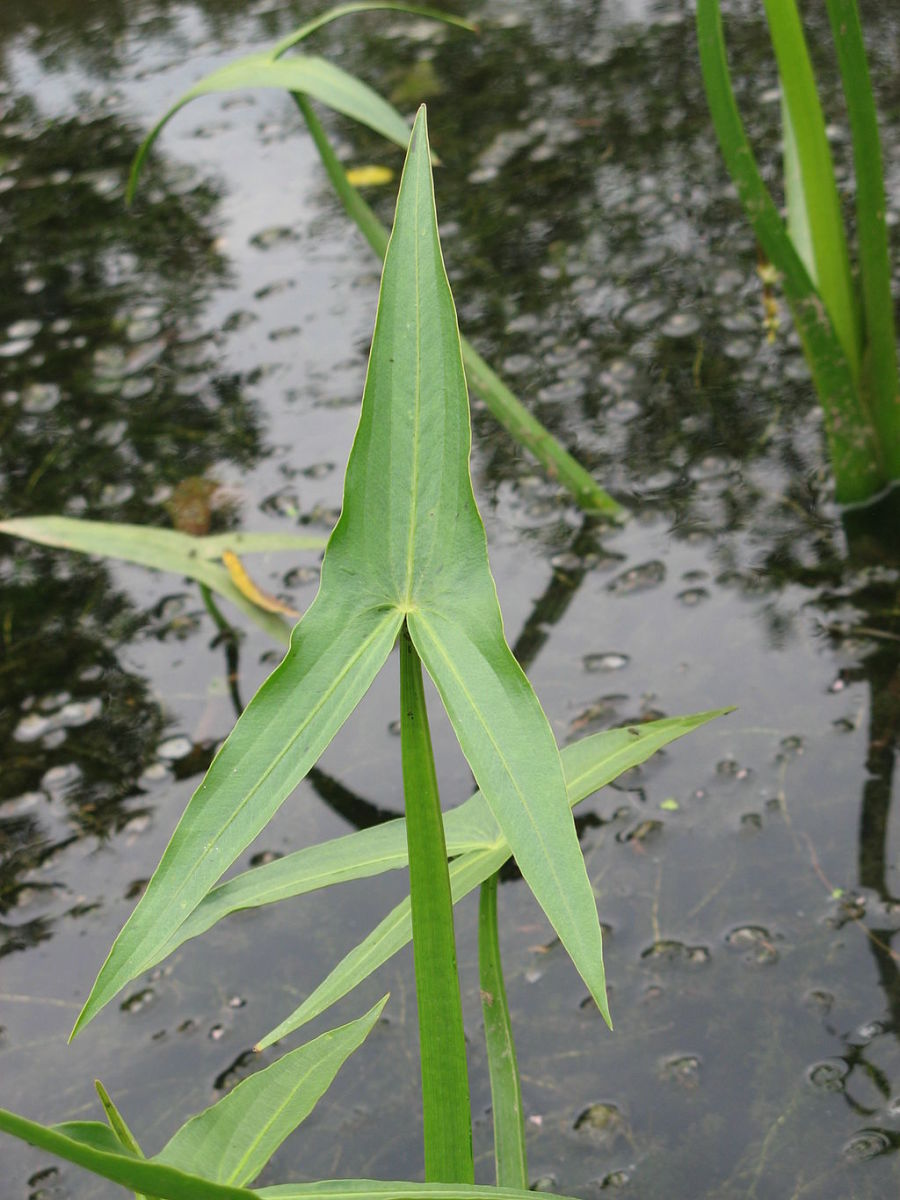Sagittaria sagittifolia, a kind of katniss plant.