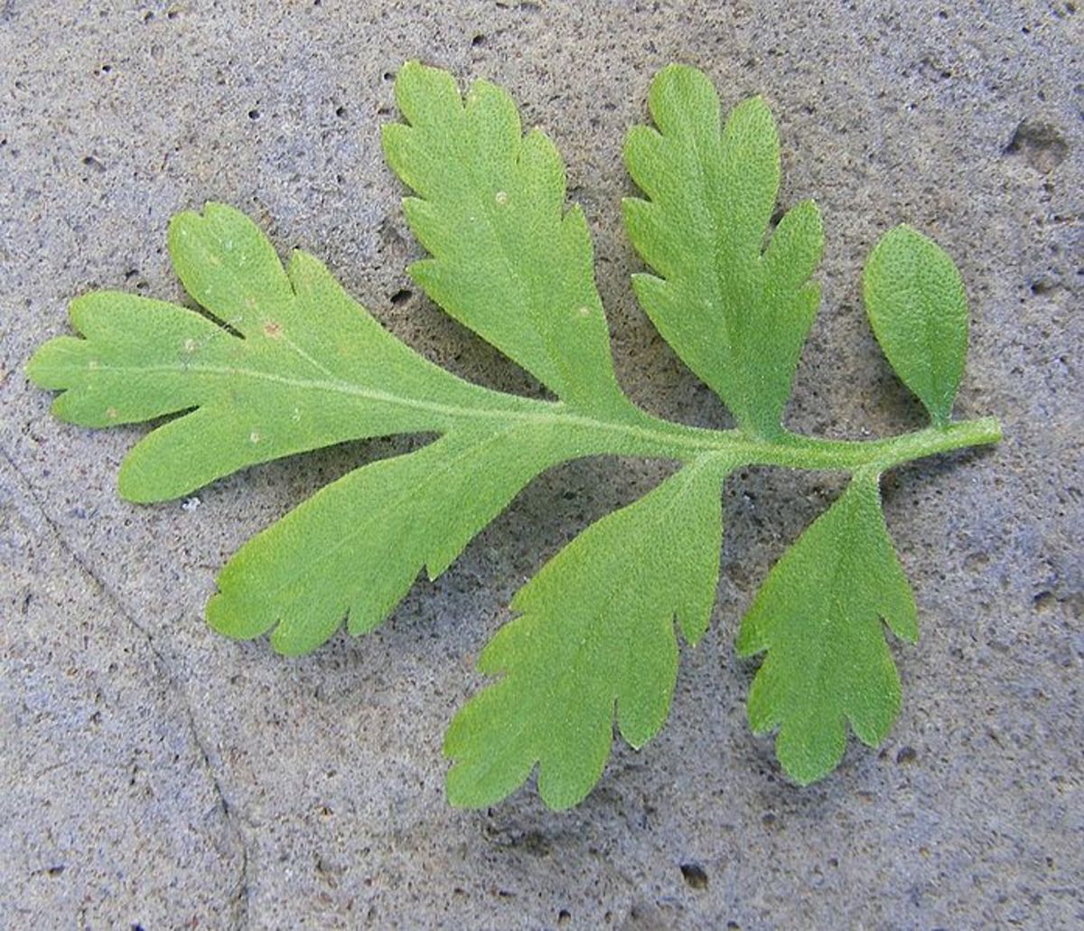 Leaf of the feverfew plant
