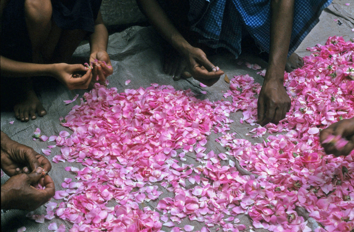 Rose petals separated for making gulkand.