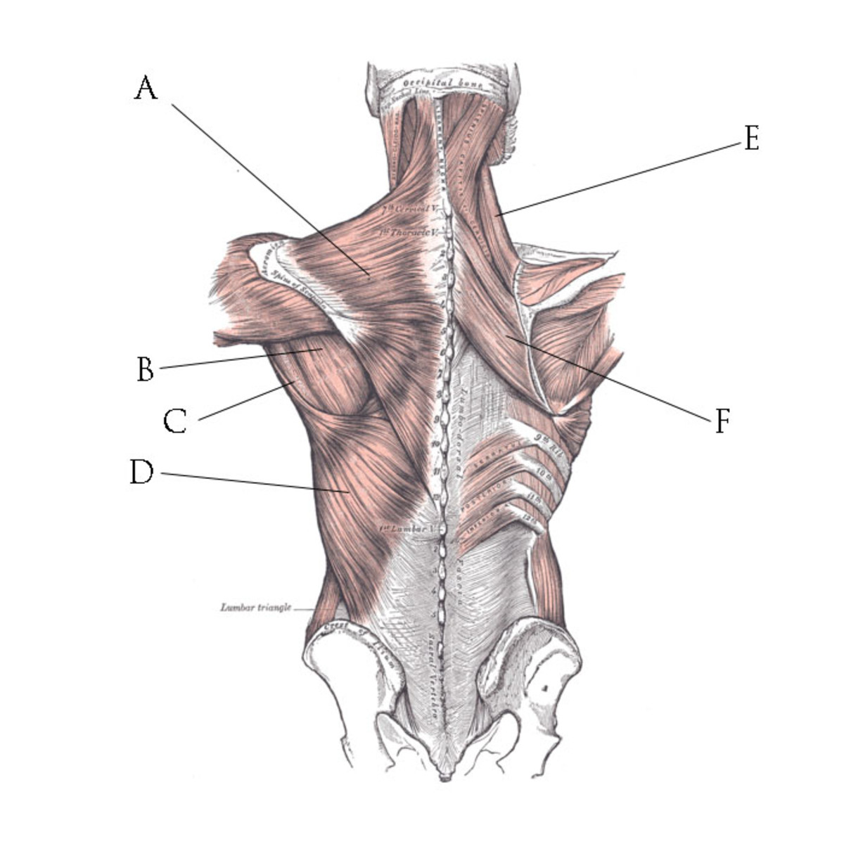 A great illustration of the muscles in the back. A is the trapezius. B and C are Teres Major and Minor, which are responsible for lifting and bringing the arms down. D is the Latissimus Dorsi, which twists the body and bends it side to side.