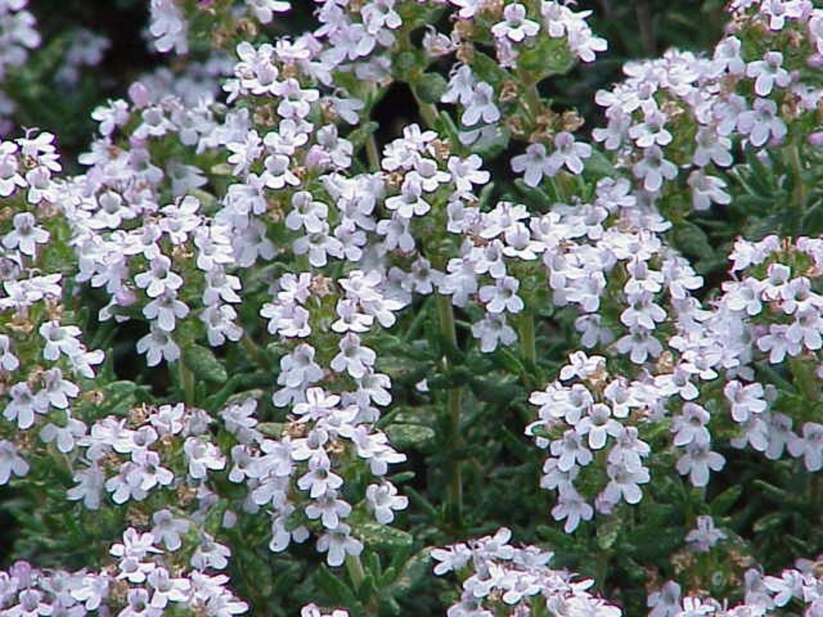 Thyme and Thymol Uses, Potential Health Benefits, and Safety RemedyGrove