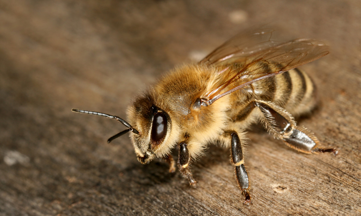 Picture Of A Honey Bee
