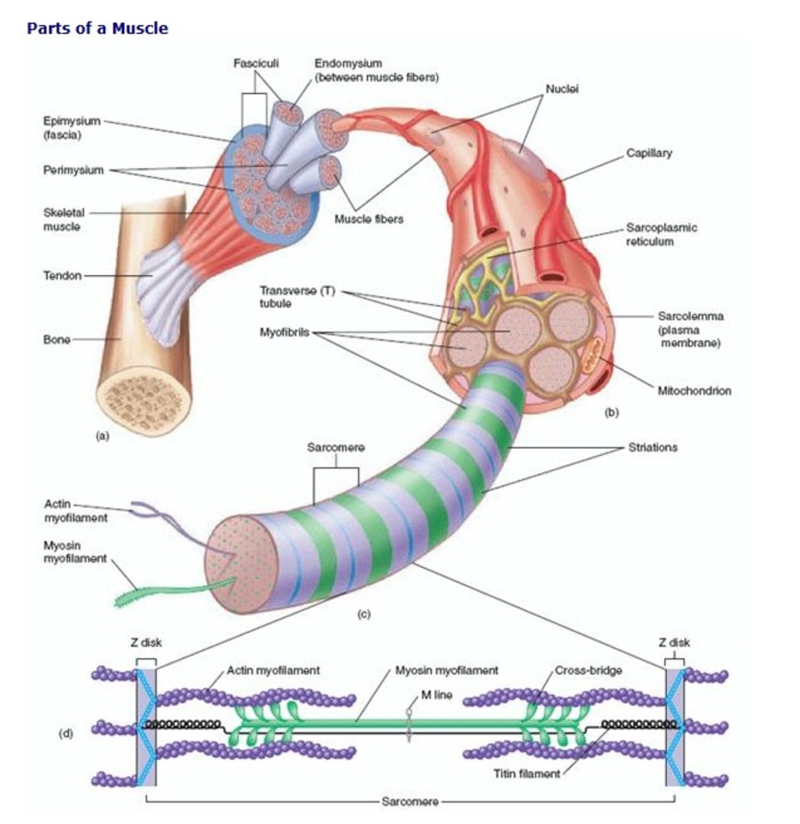 Parts of a muscle