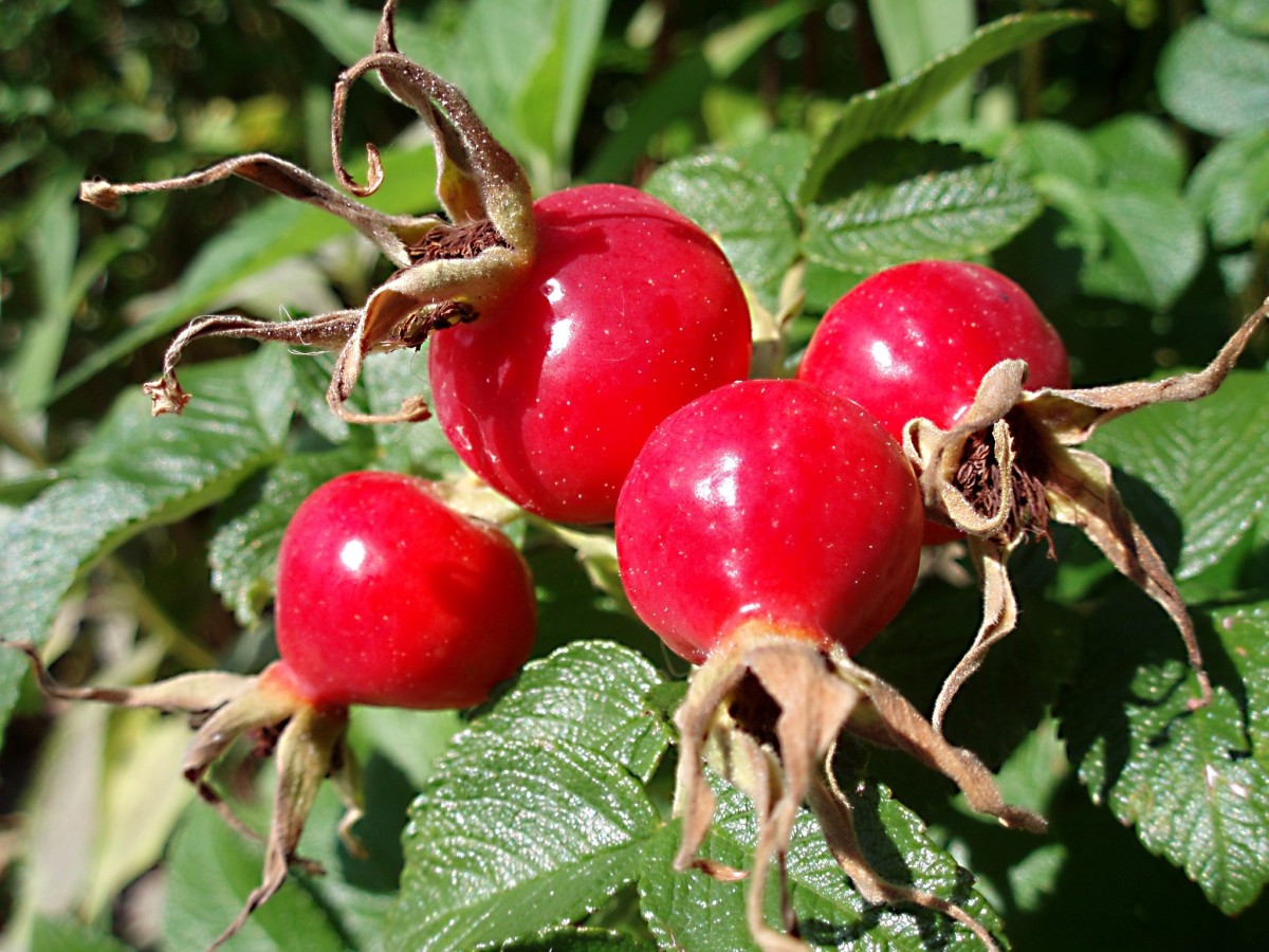 The hips of Rosa rugosa, or the beach rose, are a brilliant red colour.