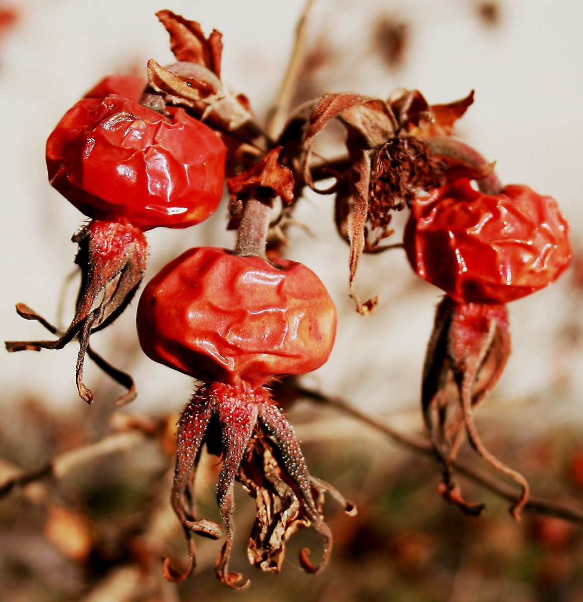 Rose Hips Interesting Plant Facts, Nutrients, and Uses RemedyGrove