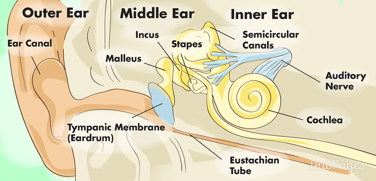 The inner, middle, and outer ear.