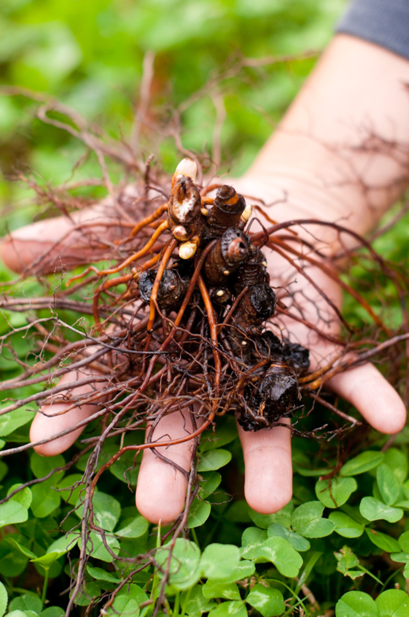 Black cohosh root