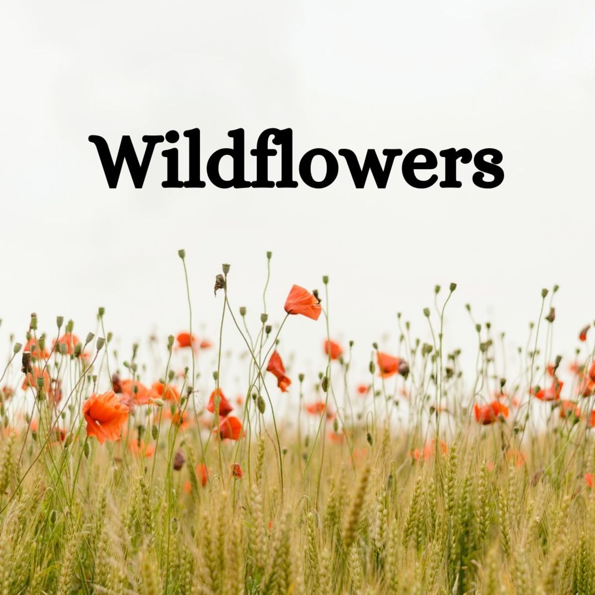 Wildflowers—you can collect them for free, and they're beautiful!