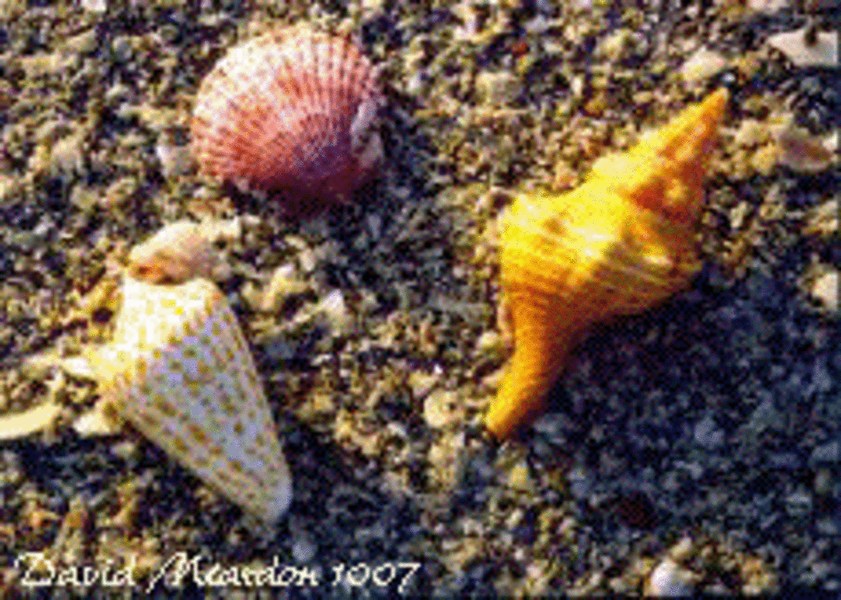collecting-seashells-in-florida