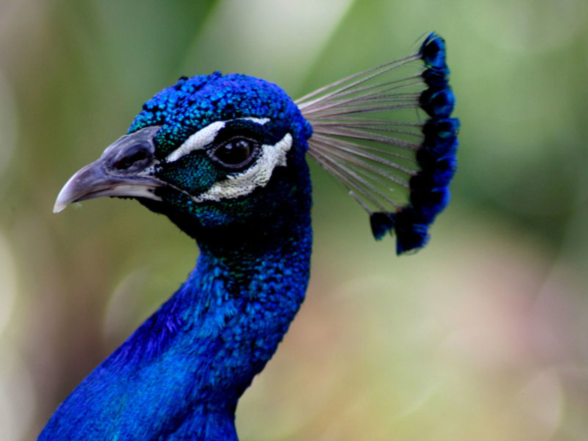 Blue peacock head.